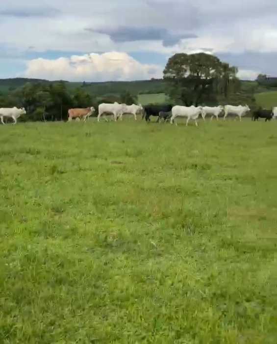 Fazenda, 3 quartos - Foto 4