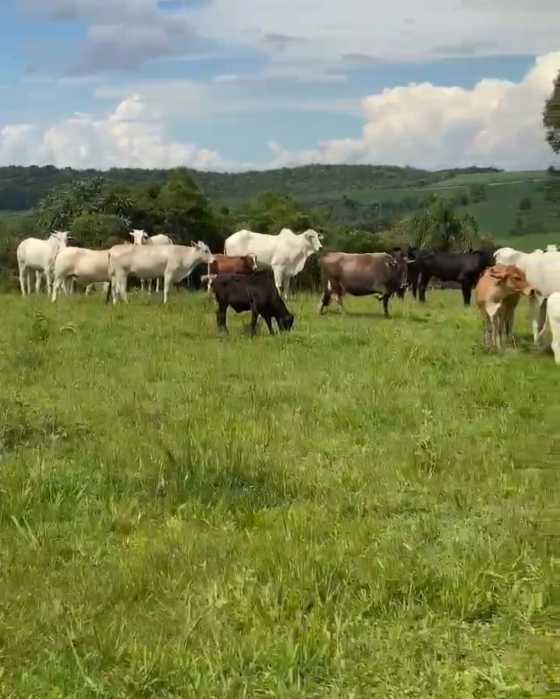 Fazenda, 3 quartos - Foto 5