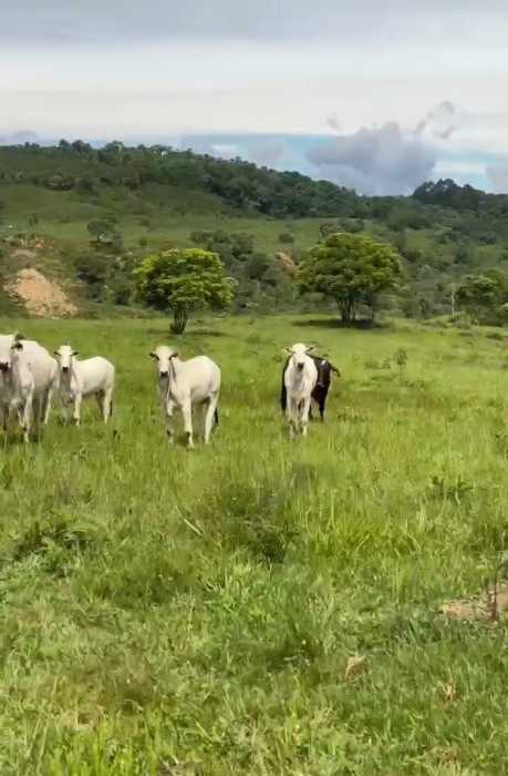 Fazenda, 3 quartos - Foto 6