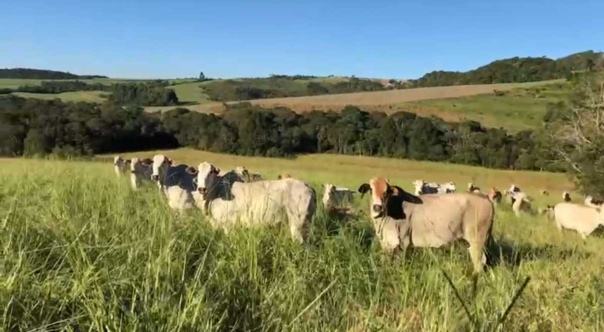 Fazenda, 3 quartos - Foto 7