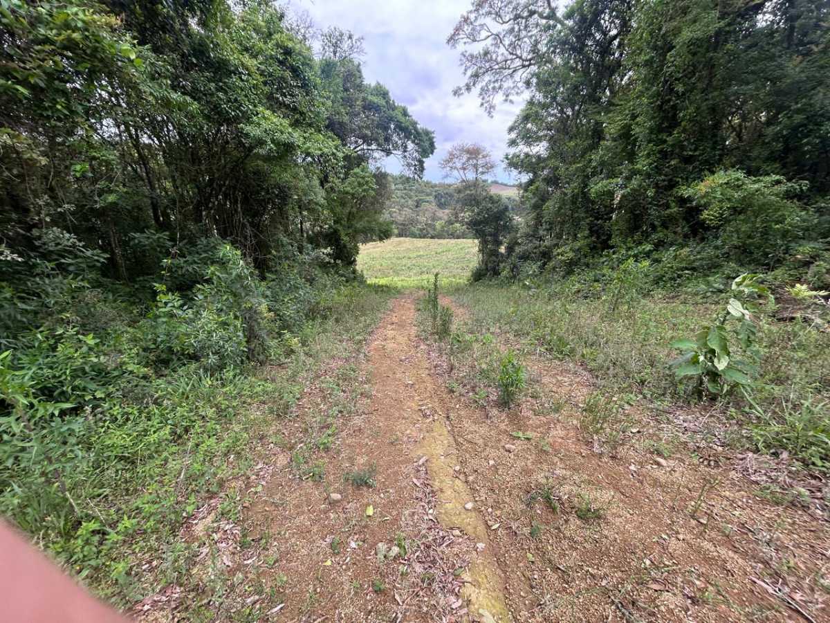 Terreno, 29 hectares - Foto 3
