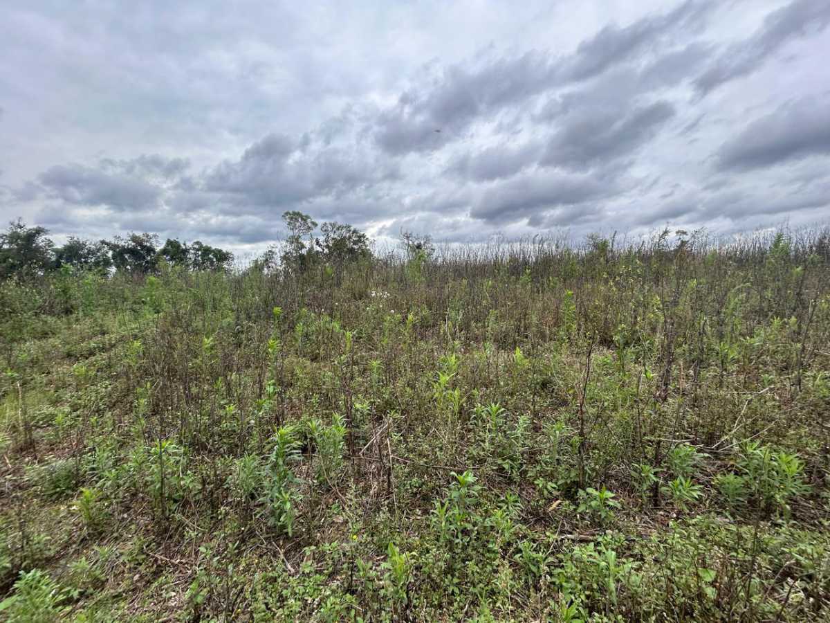 Terreno, 29 hectares - Foto 4
