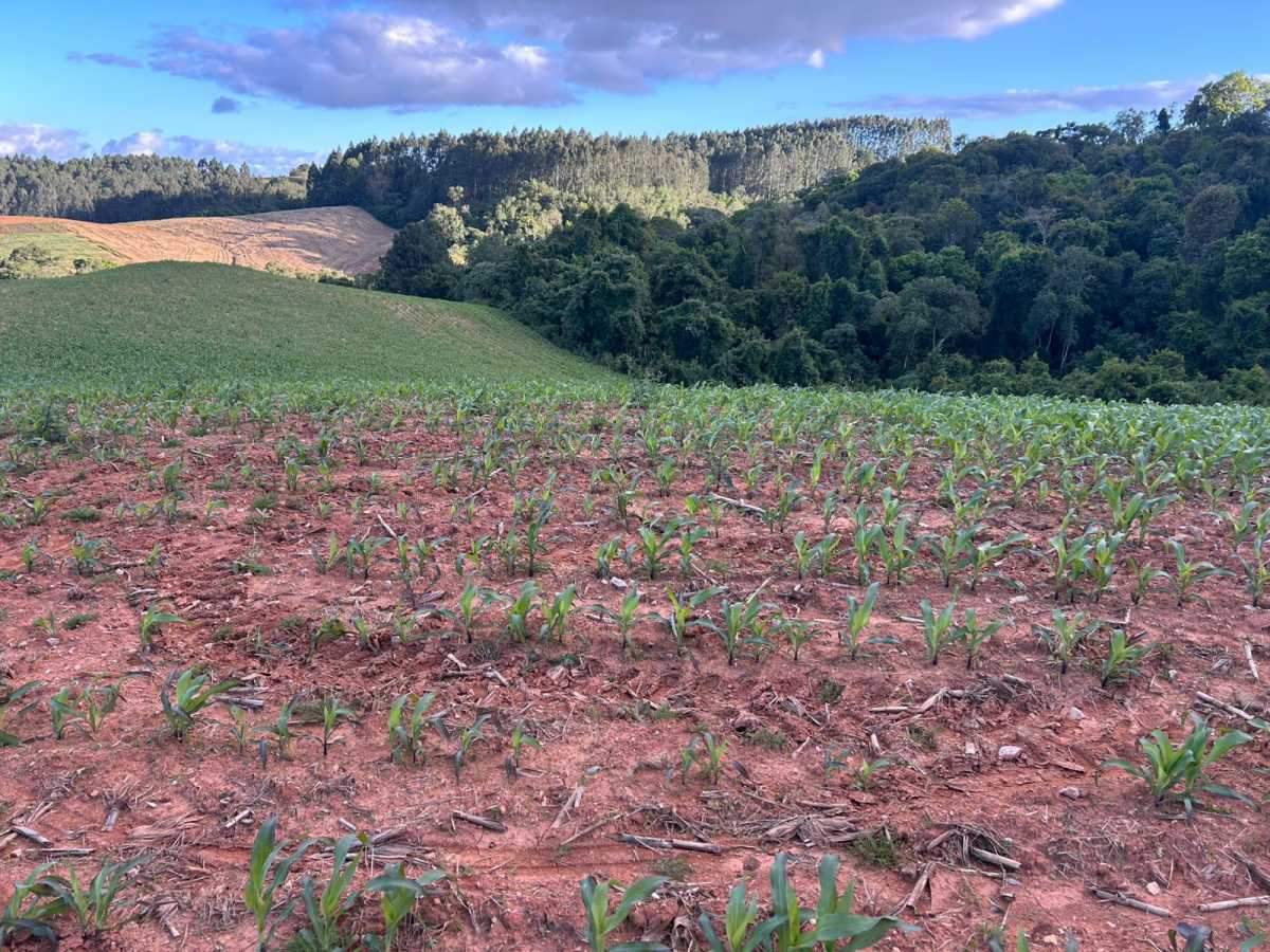Terreno, 29 hectares - Foto 13