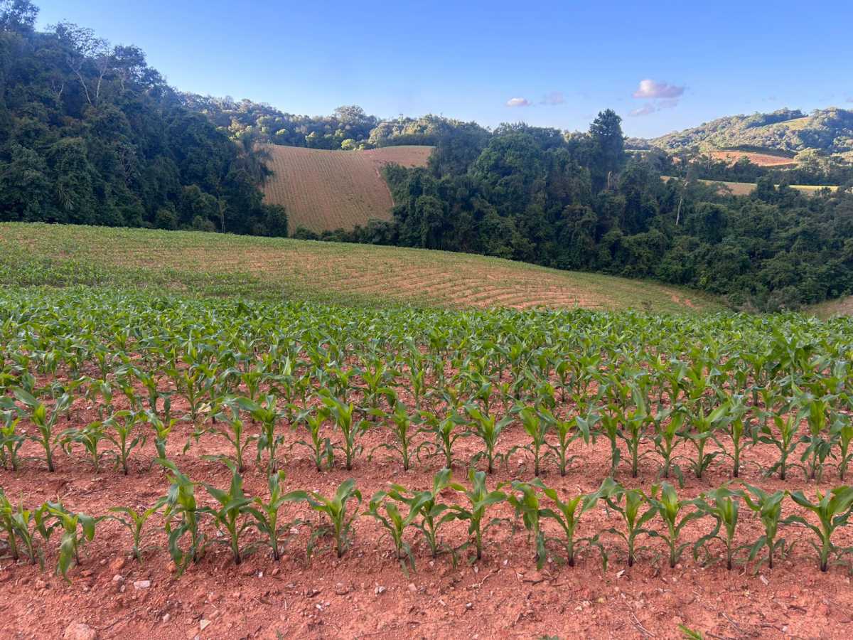 Terreno, 29 hectares - Foto 23