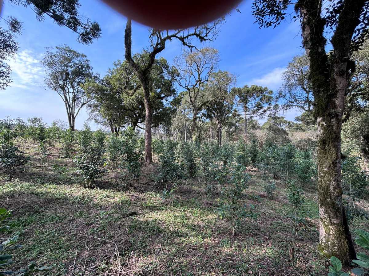 Fazenda, 3 quartos - Foto 10