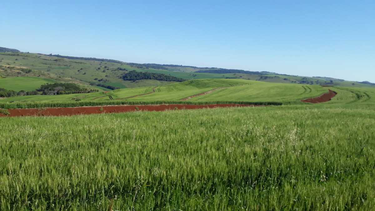 Fazenda, 3 quartos - Foto 4