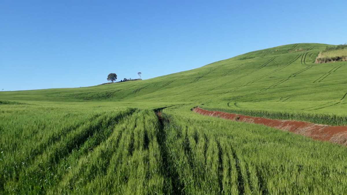 Fazenda, 3 quartos - Foto 8