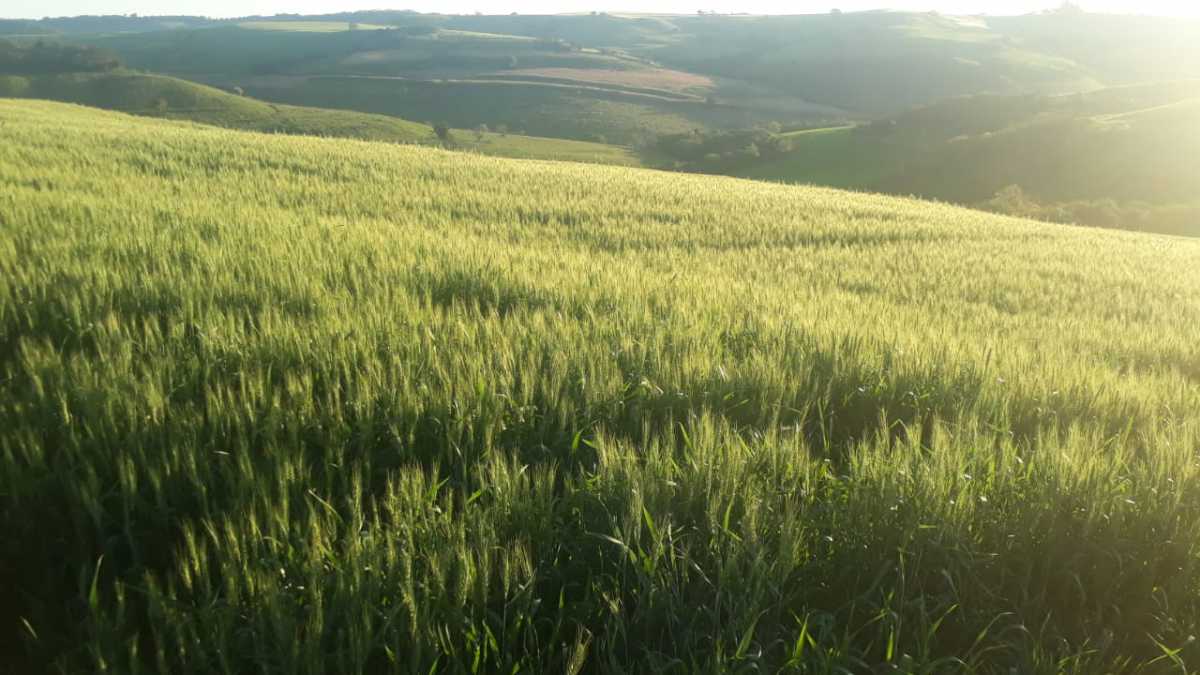 Fazenda, 3 quartos - Foto 16