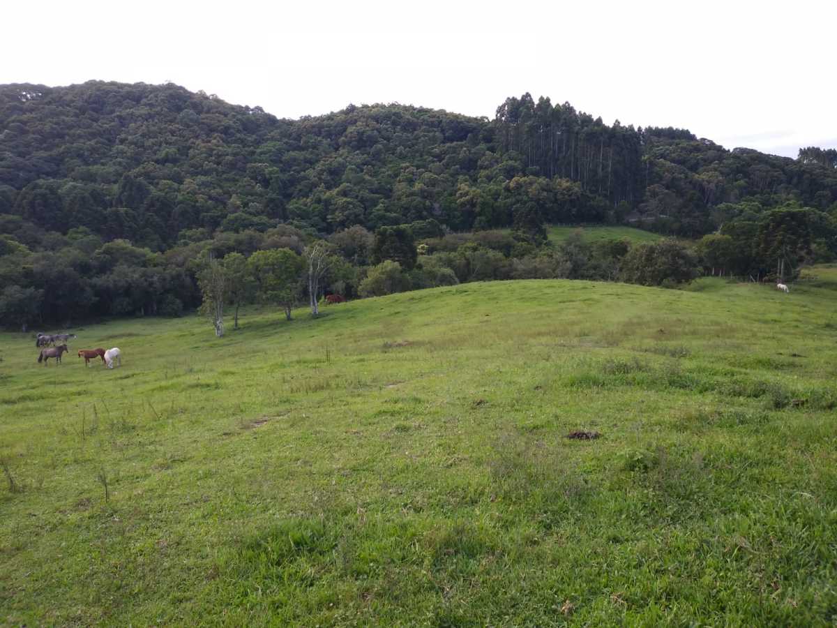 Chácara, 3 quartos - Foto 5