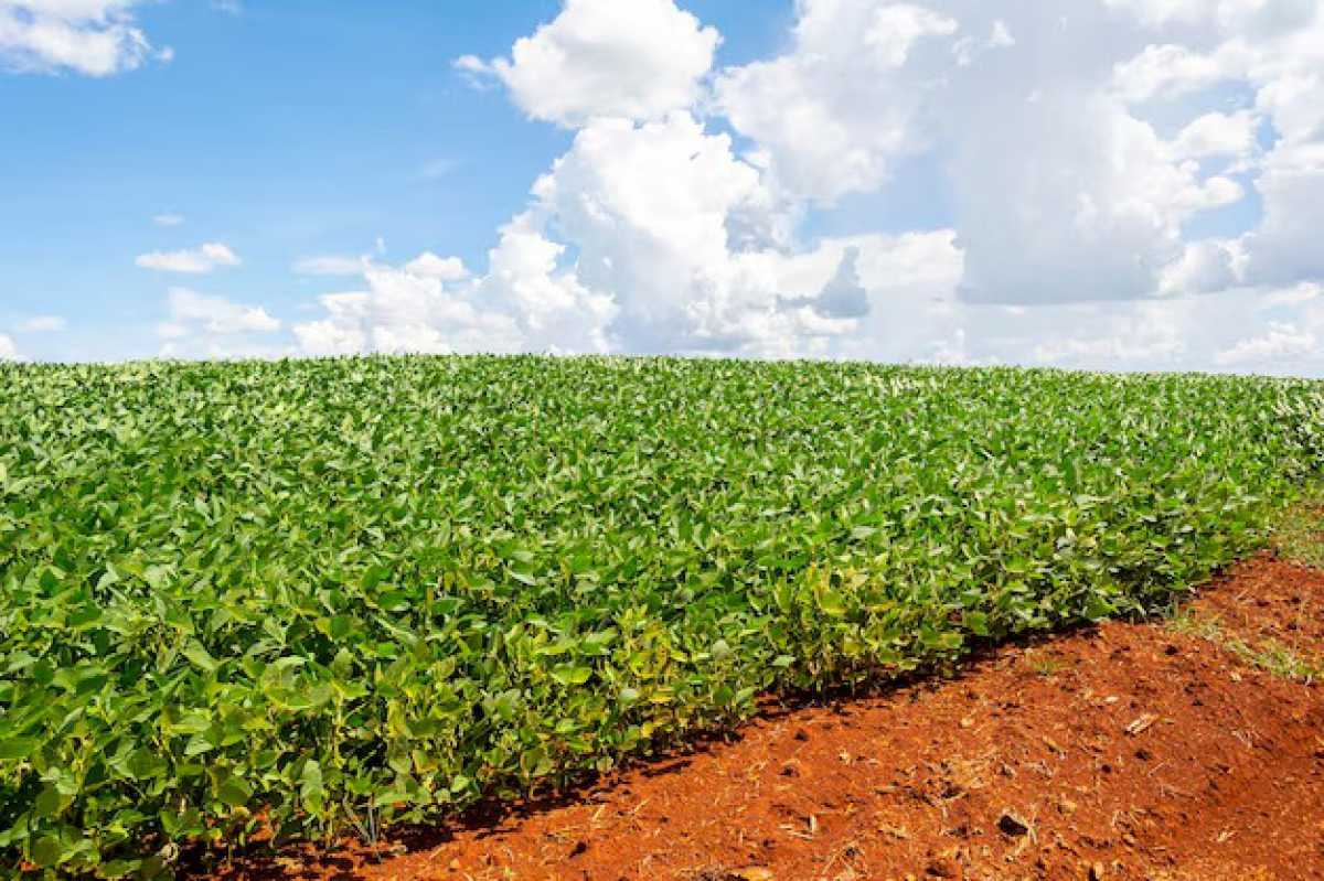 Fazenda, 3 quartos - Foto 2