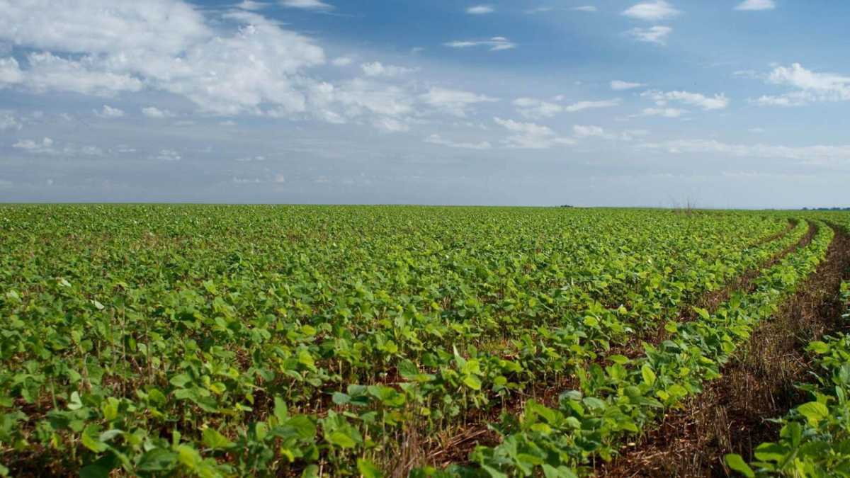 Fazenda, 3 quartos - Foto 3