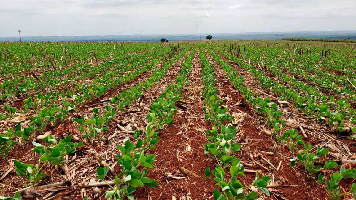 Fazenda, 3 quartos - Foto 3