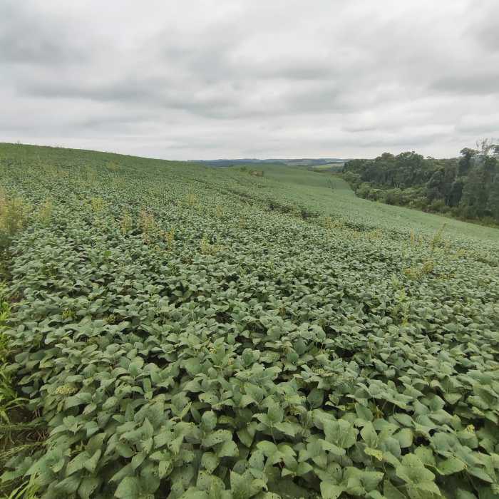 Sítio, 193600 m² - Foto 1