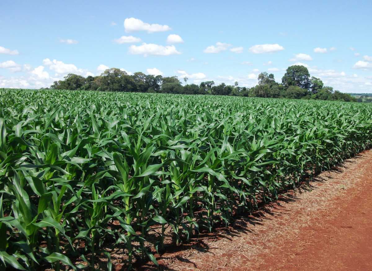 Fazenda, 2 quartos - Foto 1