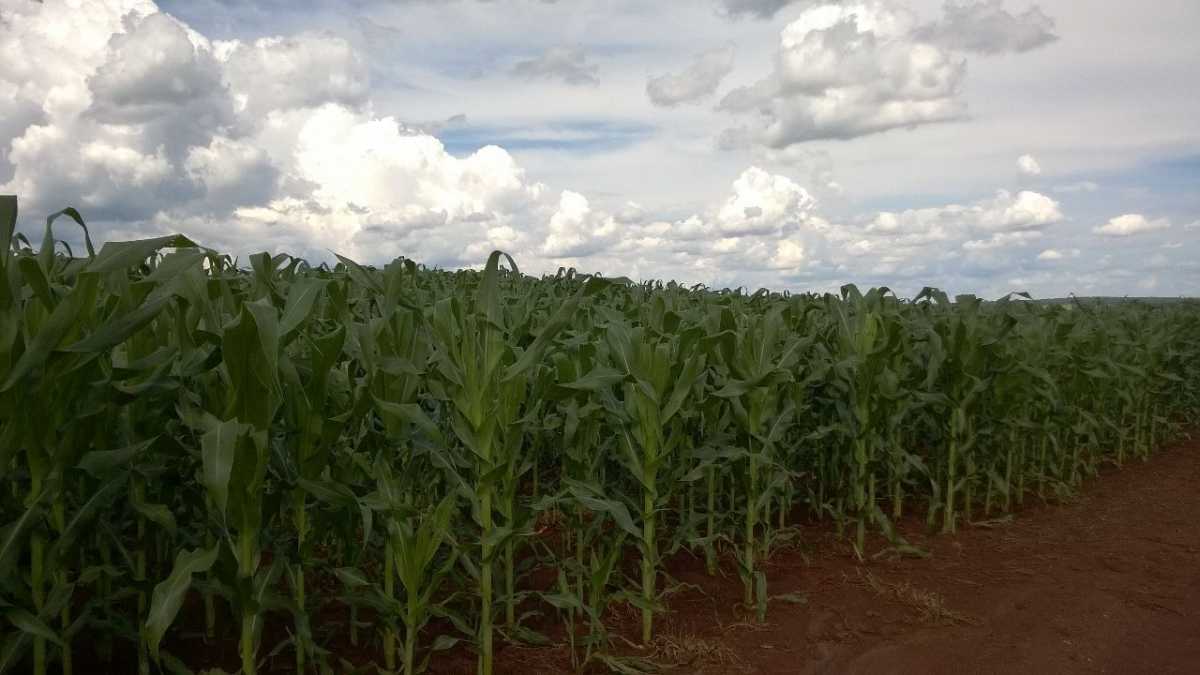Fazenda, 2 quartos - Foto 3