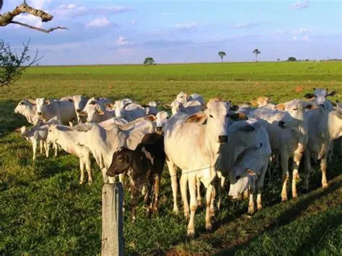 Fazenda, 5 quartos - Foto 1