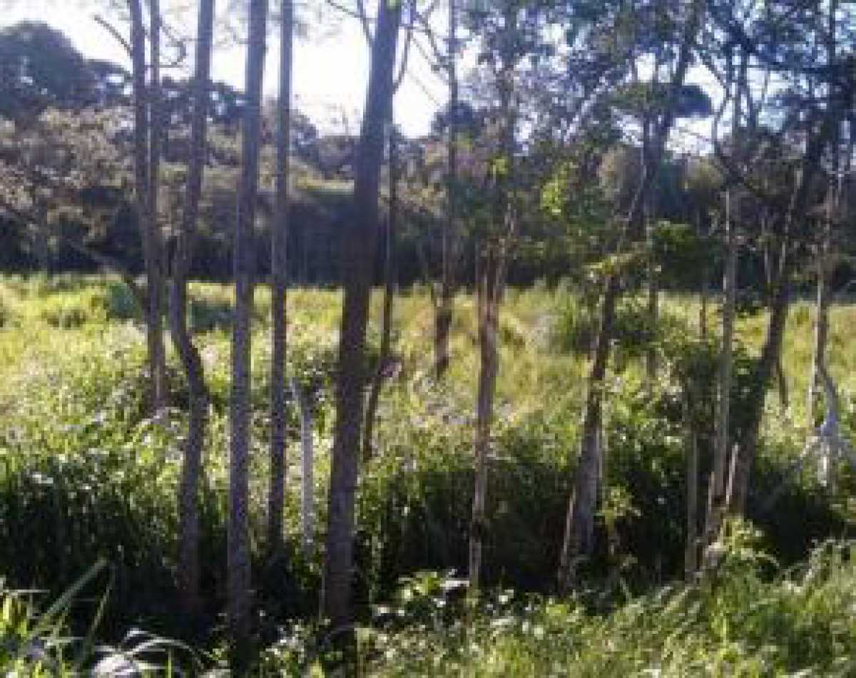 Terreno, 7 hectares - Foto 5