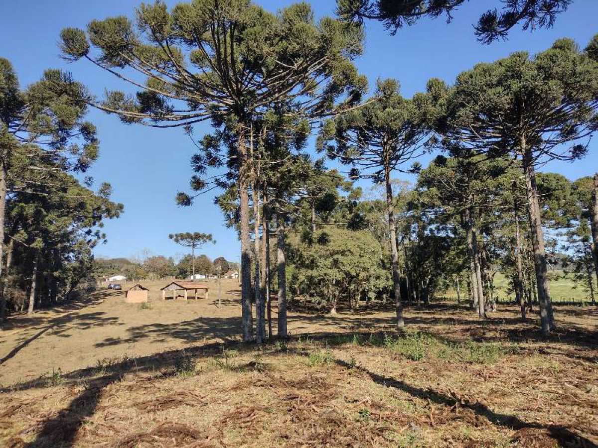 Chácara, 10 hectares - Foto 10