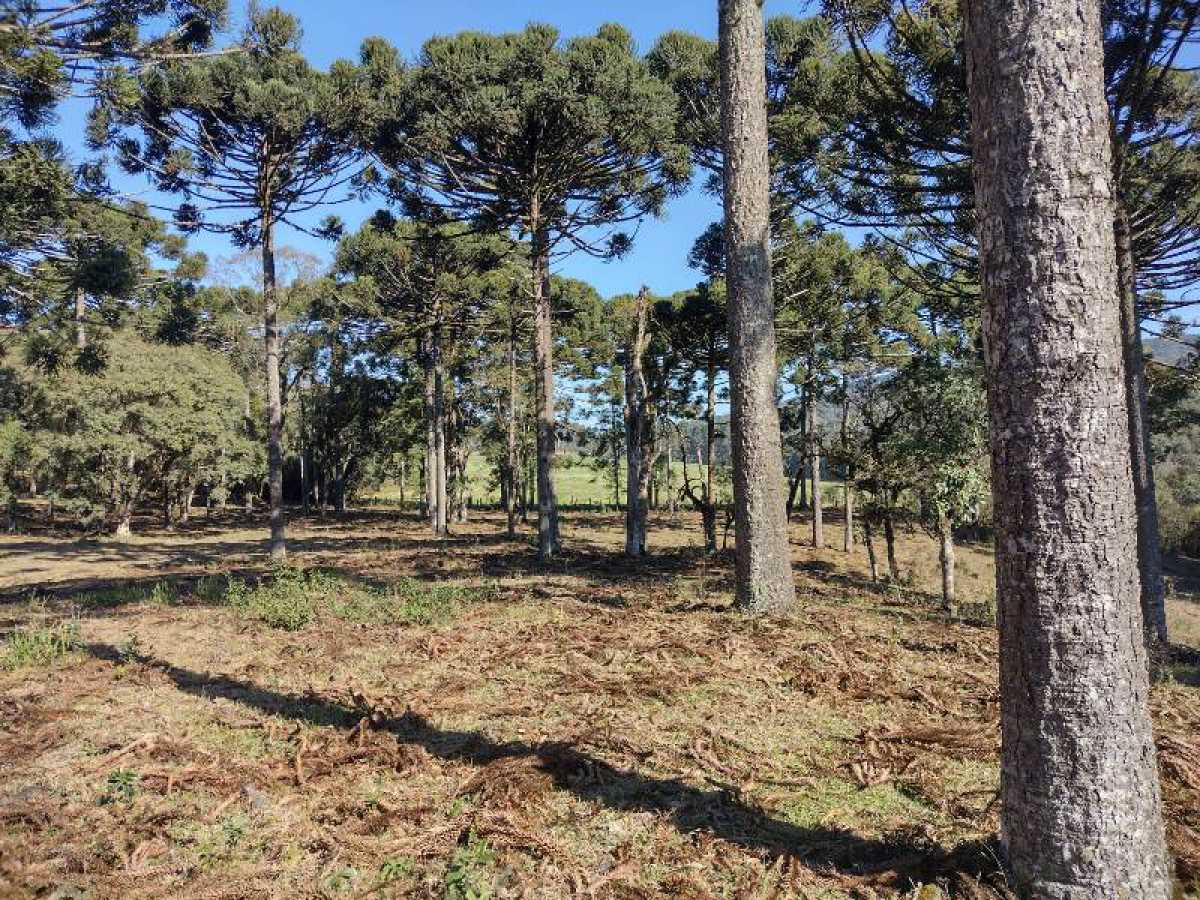 Chácara, 10 hectares - Foto 23