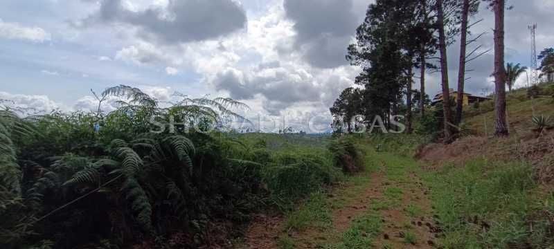 Terreno à venda, 1608 - Foto 7